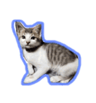 イオメロチャンฅ^•ﻌ•^ฅ（個別スタンプ：15）