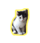 イオメロチャンฅ^•ﻌ•^ฅ（個別スタンプ：16）