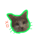 イオメロチャンฅ^•ﻌ•^ฅ（個別スタンプ：19）
