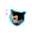 イオメロチャンฅ^•ﻌ•^ฅ（個別スタンプ：20）