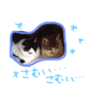 イオメロチャンฅ^•ﻌ•^ฅ（個別スタンプ：21）