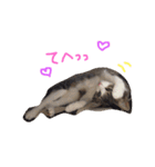 イオメロチャンฅ^•ﻌ•^ฅ（個別スタンプ：22）