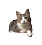 イオメロチャンฅ^•ﻌ•^ฅ（個別スタンプ：23）