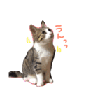 イオメロチャンฅ^•ﻌ•^ฅ（個別スタンプ：24）