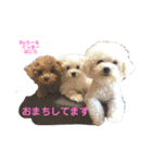 みよん家のわんこ＆にゃんこスタンプ①（個別スタンプ：1）