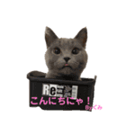 みよん家のわんこ＆にゃんこスタンプ①（個別スタンプ：3）