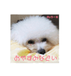 みよん家のわんこ＆にゃんこスタンプ①（個別スタンプ：6）