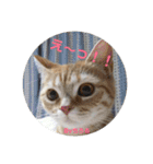みよん家のわんこ＆にゃんこスタンプ①（個別スタンプ：15）