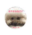 みよん家のわんこ＆にゃんこスタンプ①（個別スタンプ：21）