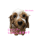 みよん家のわんこ＆にゃんこスタンプ①（個別スタンプ：23）