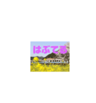 三江線と石見方言 桜江編3（個別スタンプ：6）