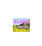 三江線と石見方言 桜江編3（個別スタンプ：8）