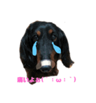 グリくんとラテくん。時々クロくん（個別スタンプ：8）