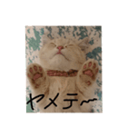 ミヌエット（個別スタンプ：5）