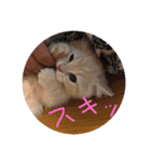 ミヌエット（個別スタンプ：7）