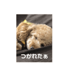トイプードルモナのあいさつスタンプ（個別スタンプ：1）