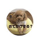 トイプードルモナのあいさつスタンプ（個別スタンプ：3）