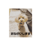トイプードルモナのあいさつスタンプ（個別スタンプ：8）