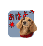 あいらぶゆずあん（個別スタンプ：14）