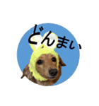 あいらぶゆずあん（個別スタンプ：15）