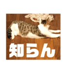 山本家の花火（個別スタンプ：1）