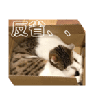 山本家の花火（個別スタンプ：2）