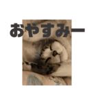 山本家の花火（個別スタンプ：4）