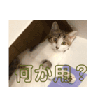 山本家の花火（個別スタンプ：7）