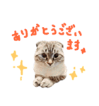 折れ耳姉弟らみ＆れお②（個別スタンプ：7）