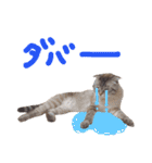 折れ耳姉弟らみ＆れお②（個別スタンプ：13）