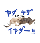 折れ耳姉弟らみ＆れお②（個別スタンプ：20）