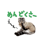 折れ耳姉弟らみ＆れお②（個別スタンプ：21）