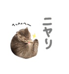 折れ耳姉弟らみ＆れお②（個別スタンプ：31）