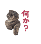 折れ耳姉弟らみ＆れお②（個別スタンプ：33）