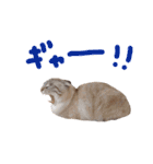折れ耳姉弟らみ＆れお②（個別スタンプ：35）