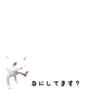 秋田犬シリウス2（個別スタンプ：1）