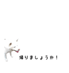 秋田犬シリウス2（個別スタンプ：2）