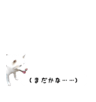 秋田犬シリウス2（個別スタンプ：3）