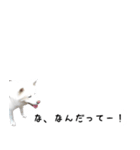 秋田犬シリウス2（個別スタンプ：4）