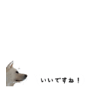 秋田犬シリウス2（個別スタンプ：5）