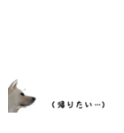 秋田犬シリウス2（個別スタンプ：6）
