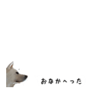 秋田犬シリウス2（個別スタンプ：7）