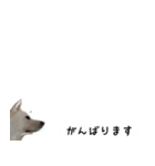 秋田犬シリウス2（個別スタンプ：8）