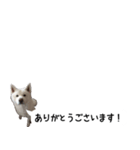 秋田犬シリウス2（個別スタンプ：9）