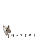 秋田犬シリウス2（個別スタンプ：10）