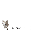 秋田犬シリウス2（個別スタンプ：11）