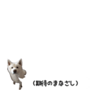 秋田犬シリウス2（個別スタンプ：12）