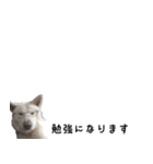 秋田犬シリウス2（個別スタンプ：13）