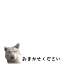 秋田犬シリウス2（個別スタンプ：15）