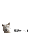 秋田犬シリウス2（個別スタンプ：16）
